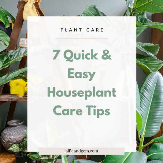 7 Quick and  Easy Indoor Plant Care Tips