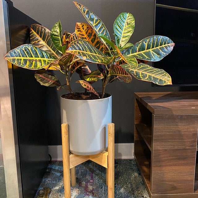With a sturdy wooden frame, this plant stand is certain to hold up even large indoor plants pots that you'll place on it.