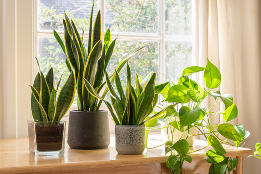 7 Foolproof Ways to Take Care of Your Snake Plant