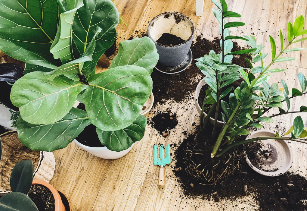 Unleashing the Magic of Coffee Grounds for Lush, Vibrant Plants!