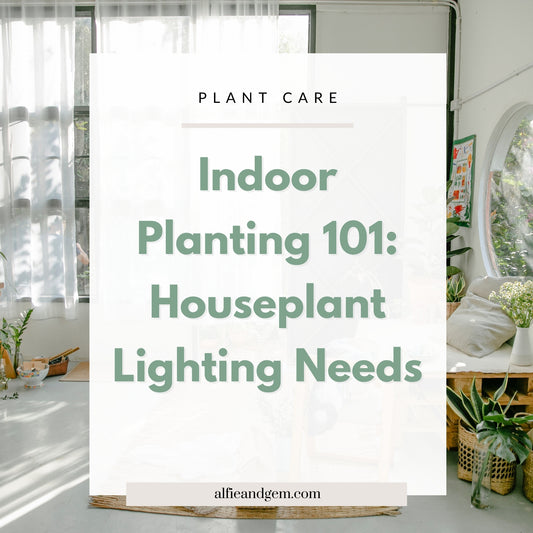 Indoor Planting Guide: Understanding Houseplant Lighting Requirements