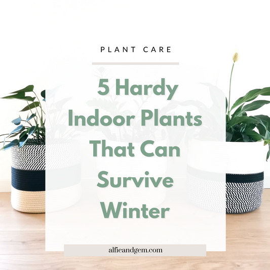 5 Hardy Houseplants That Can Withstand Winter Season