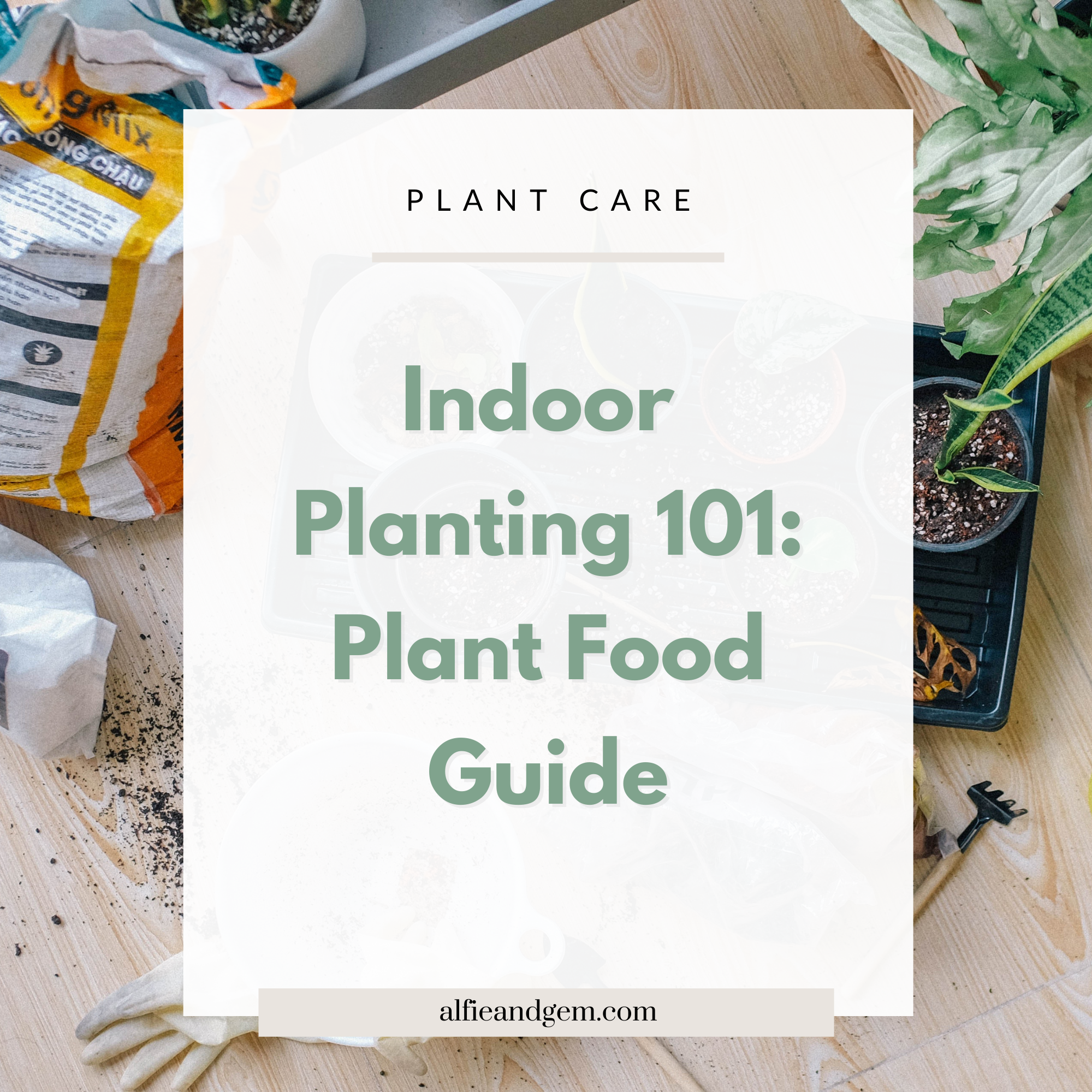 Indoor Planting Guide: Keeping Plants Healthy With Plant Food