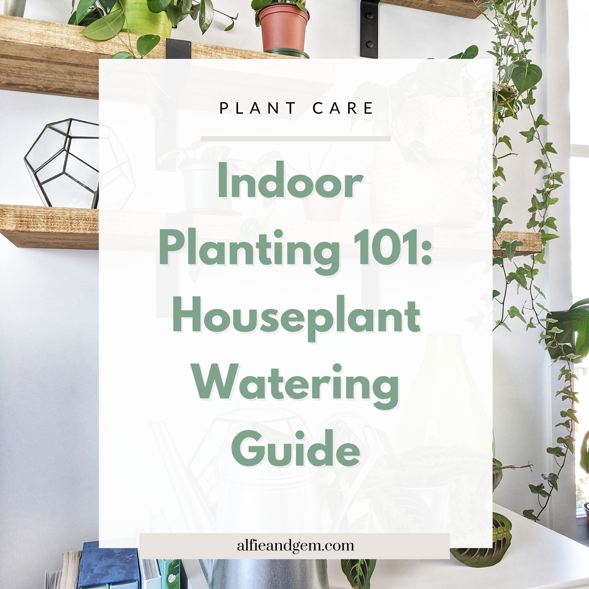 Indoor Planting Guide: How to Water Your Plants The Right Way