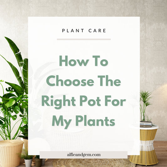 3 Things To Consider Before Choosing A Pot For Your Plant
