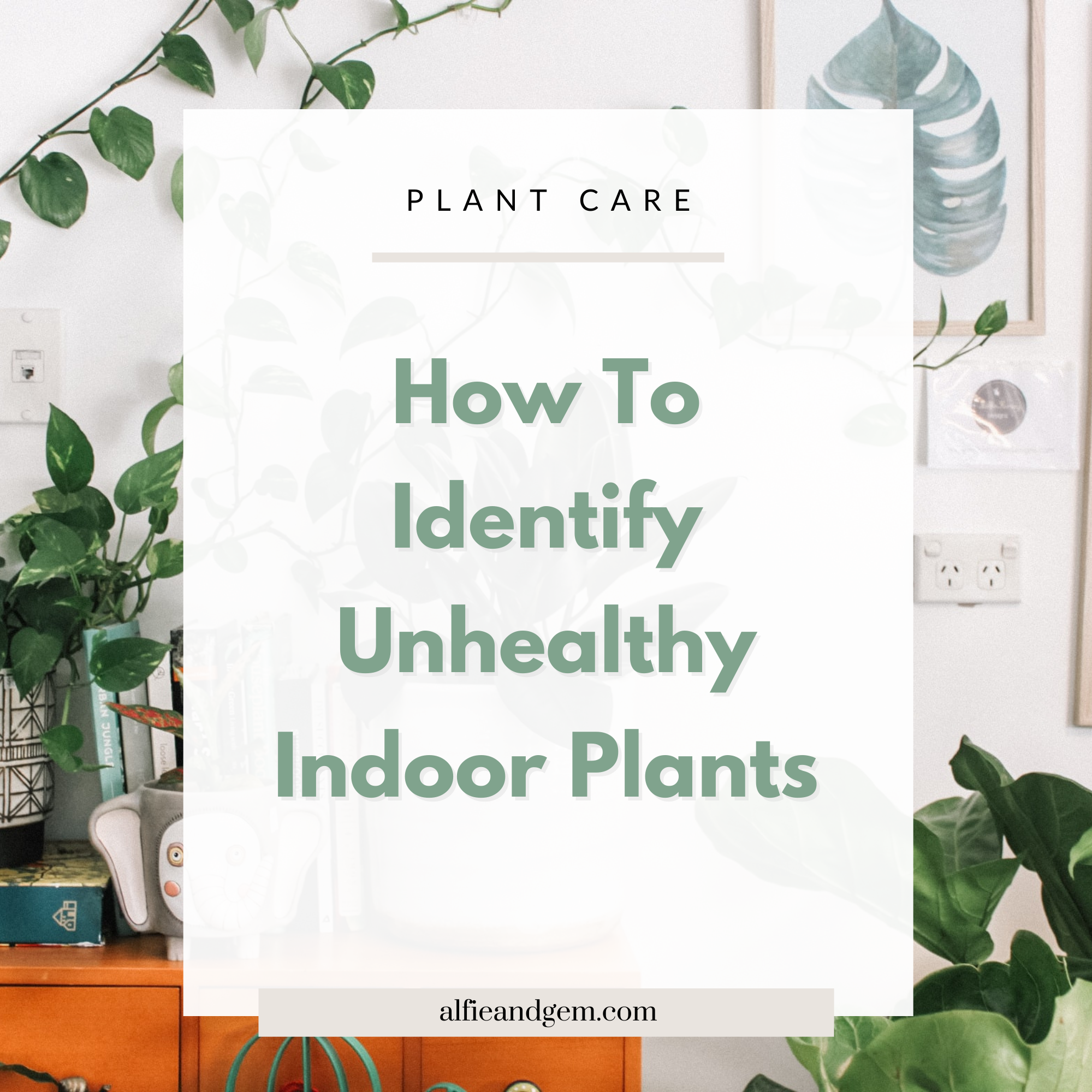 The Signs and Symptoms of Unhealthy Plants And How To Keep Them Alive