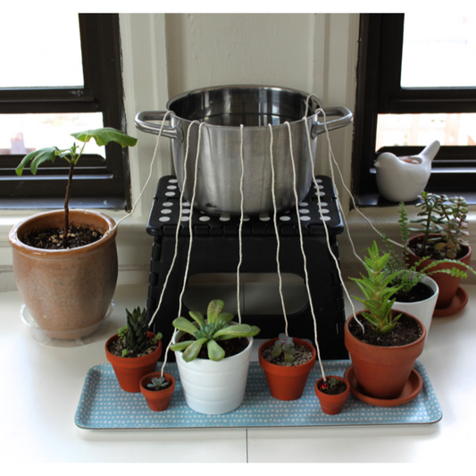 self watering plant hacks methods
