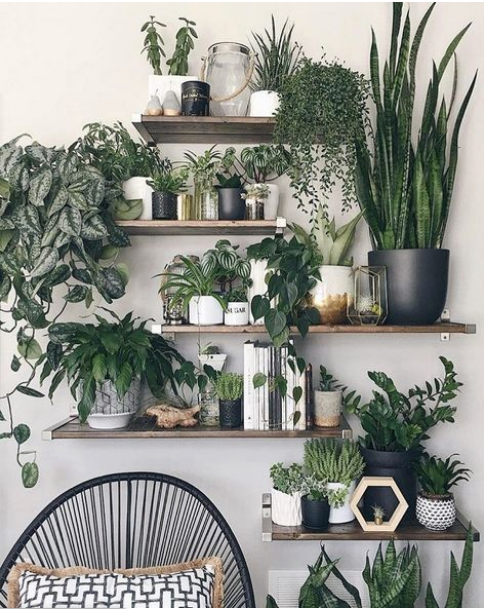 STOP killing your indoor plants!  Are you a culprit of these 5 common mistakes?
