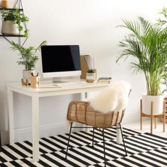 Top 10 Office Plants you won't kill
