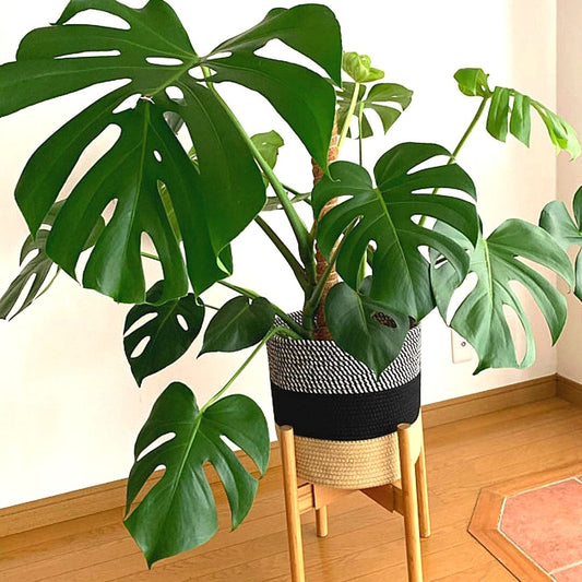 Featuring a combination of mid-century modern and minimalist style, these will surely serve as the perfect plant holder for your houseplants.