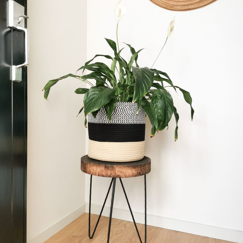 Woven Planter Basket For Indoor Plants - Jute, Black & White | Alfie ...