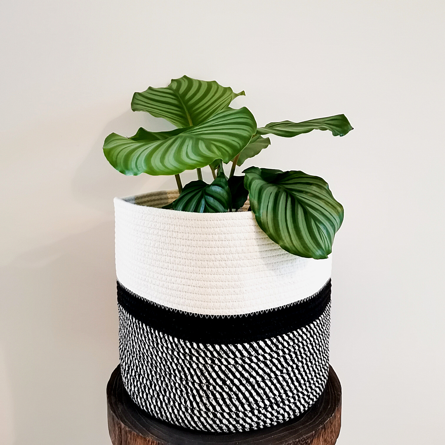 Minimalistic woven cotton basket for plants and for storage.
