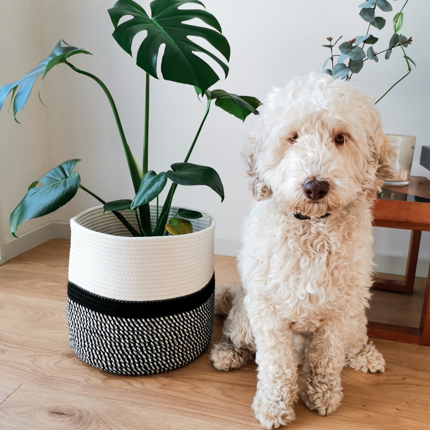 Stylish handwoven plant baskets to add minimalistic modern and neutral design to home office. Also good for storing your indoor pet-friendly plants.