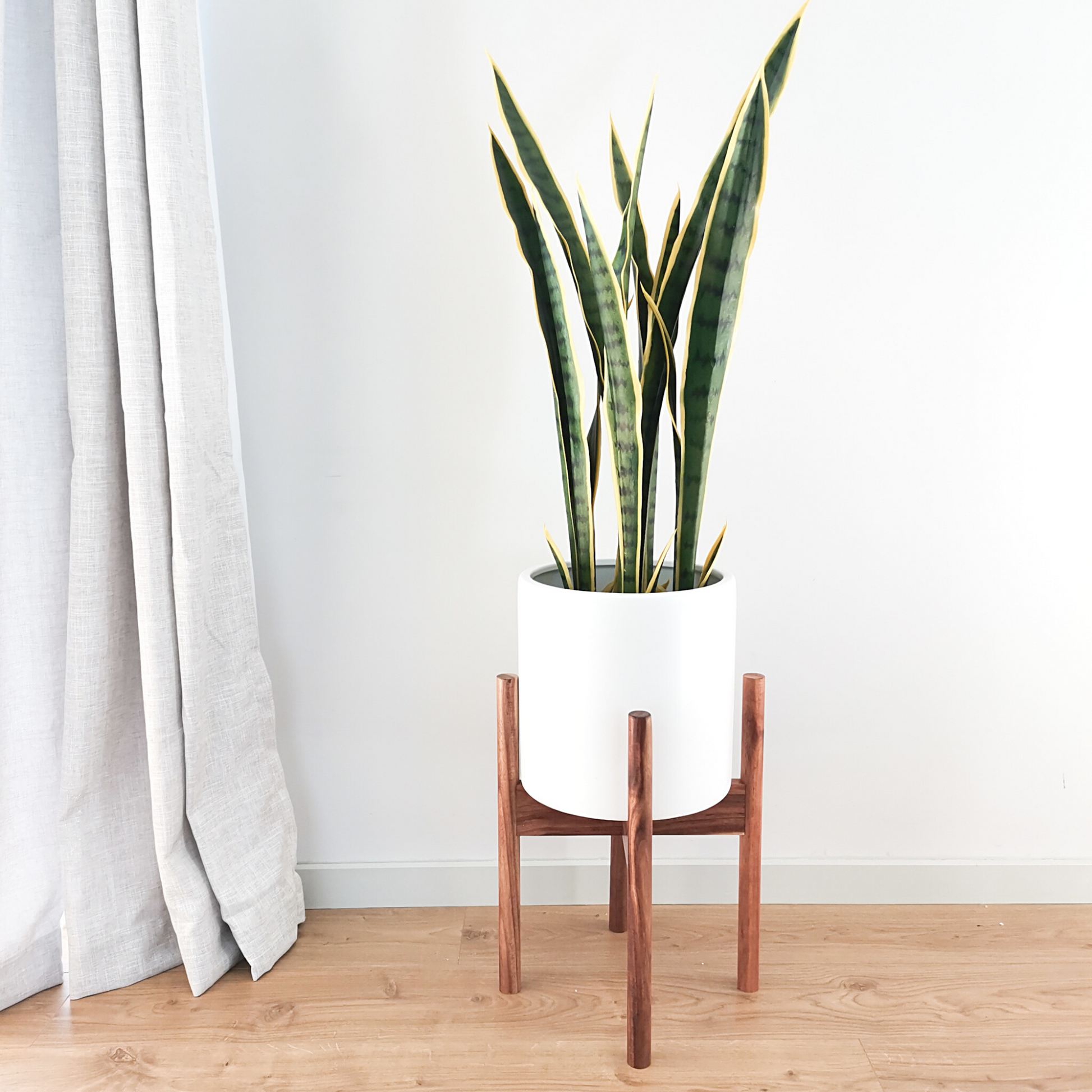 Tall snakeplant in a large ceramic pot with Mid Century Plant Stand