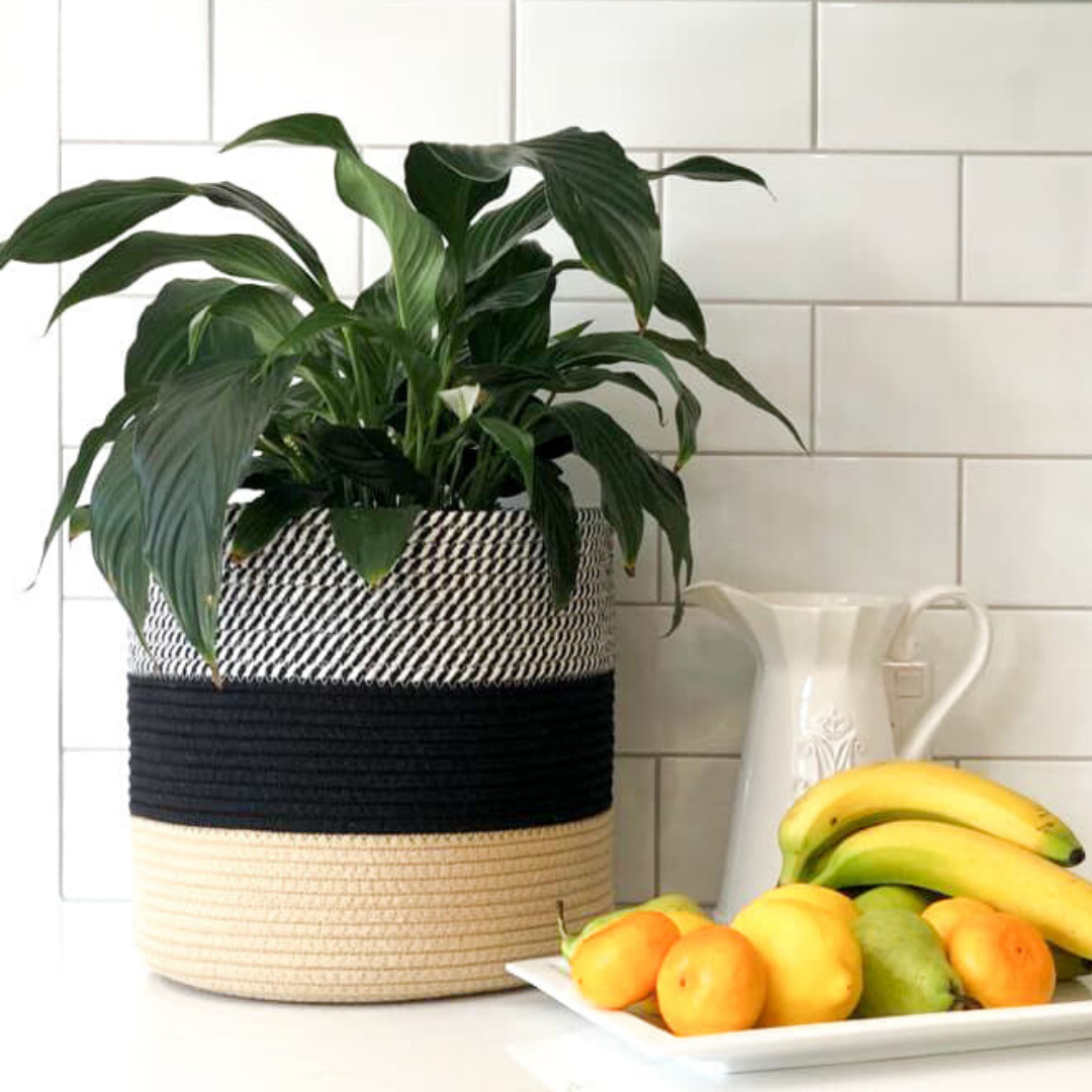  plant basket, hand woven jute, black and white rope. Great for indoor plants such as fiddle leaf fig tree, snake plant, lily plant and more 